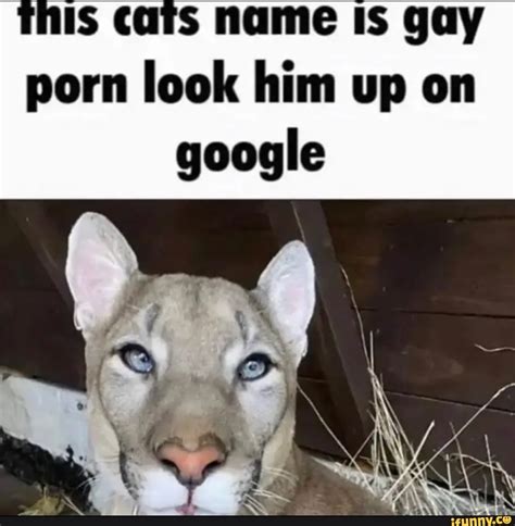 porn in cat